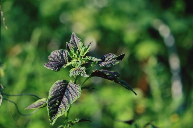 Photo close-up of flowering plant