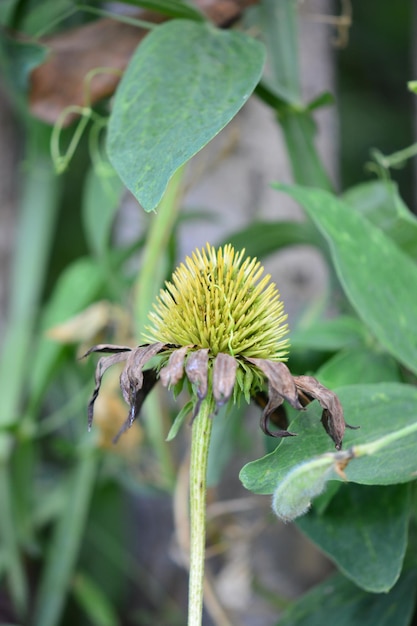 Photo close-up of flowering plant