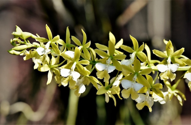Foto close-up di una pianta da fiore