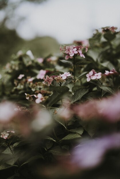 Photo close-up of flowering plant