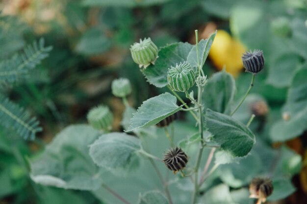 Foto prossimo piano di una pianta da fiore