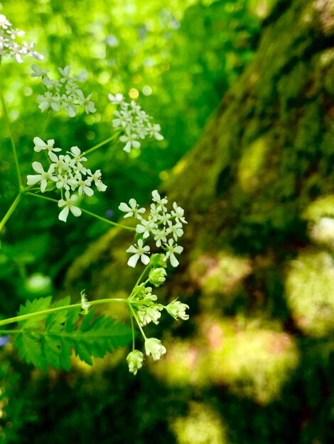 Close-up of flowering plant