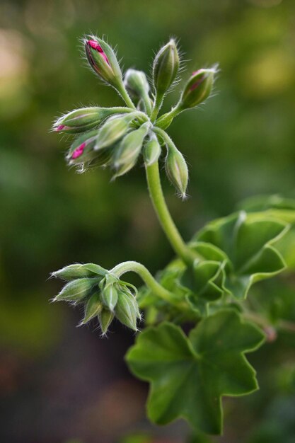 Foto prossimo piano di una pianta da fiore