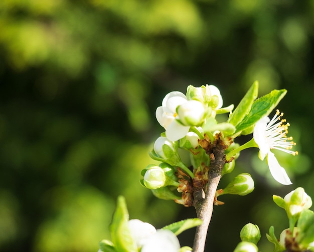 Photo close-up of flowering plant