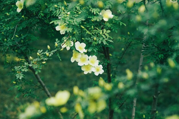 Close-up of flowering plant