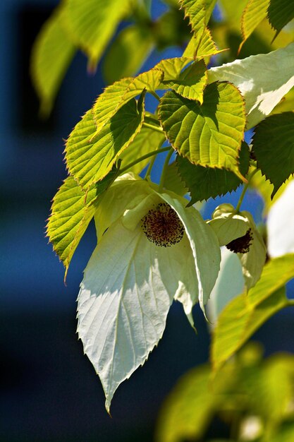 Foto prossimo piano di una pianta da fiore