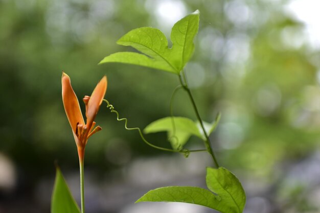 Photo close-up of flowering plant