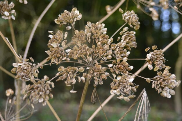 Photo close-up of flowering plant