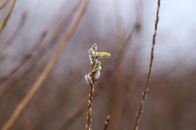 花をかせる植物のクローズアップ