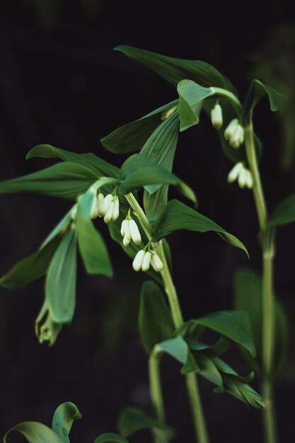 Foto prossimo piano di una pianta da fiore