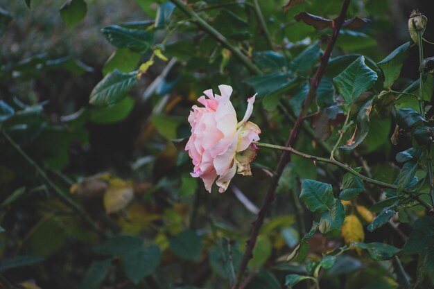 Foto prossimo piano di una pianta da fiore