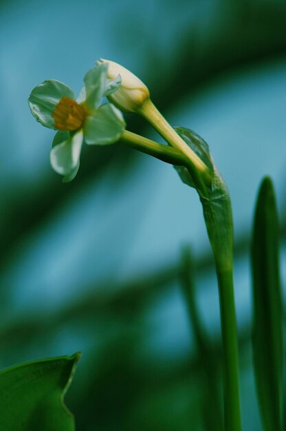 Close-up of flowering plant