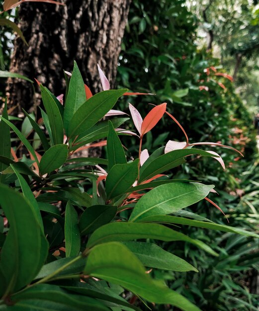 Close-up of flowering plant