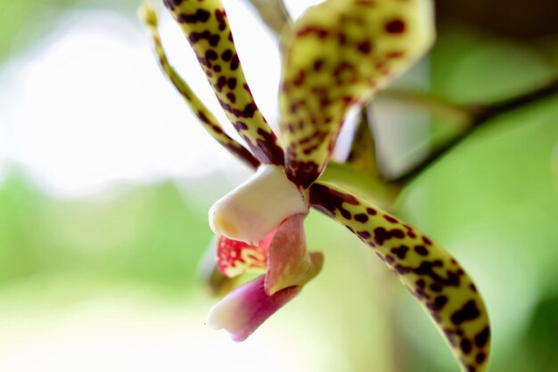 Foto prossimo piano di una pianta da fiore