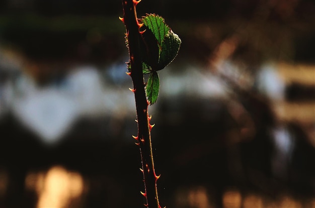 Foto prossimo piano di una pianta da fiore