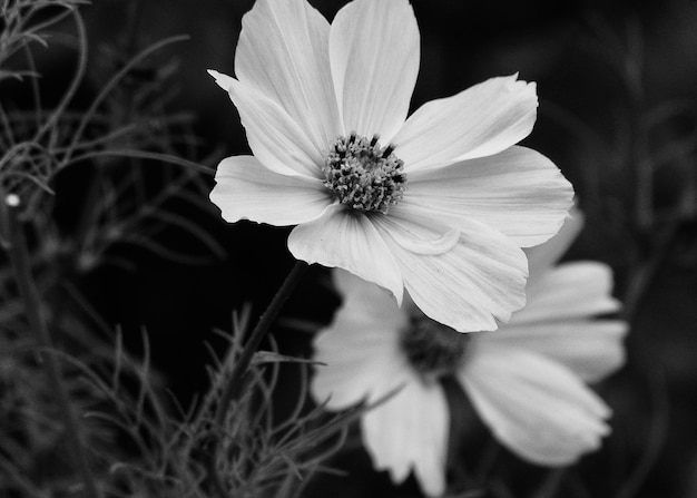 Close-up of flowering plant