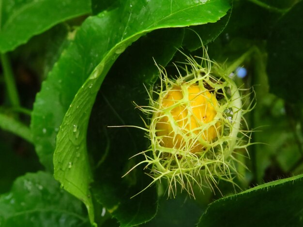 花をかせる植物のクローズアップ