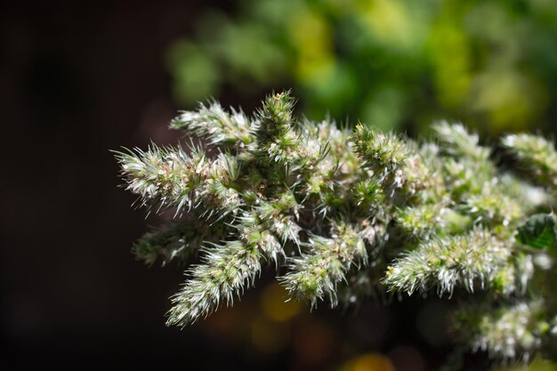 Foto prossimo piano di una pianta da fiore