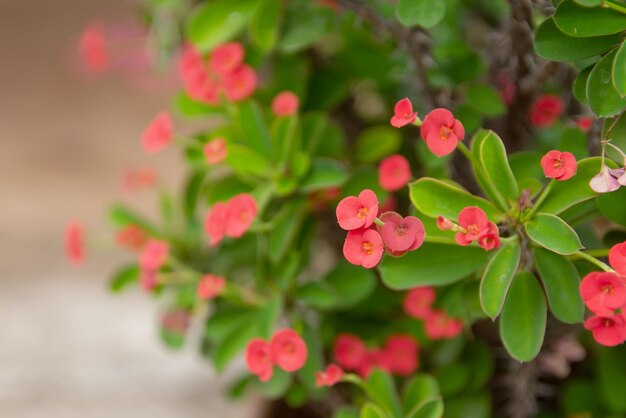 Close-up of flowering plant