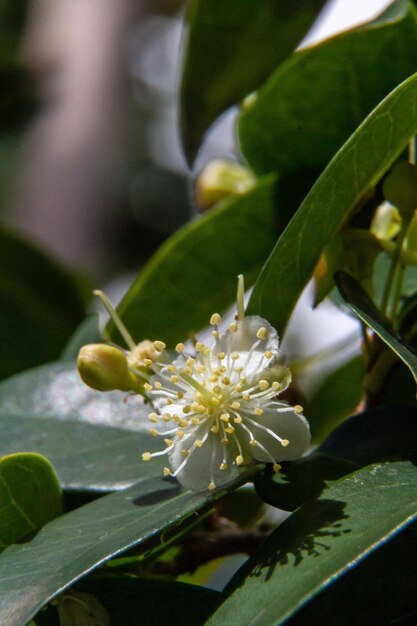 Foto prossimo piano di una pianta da fiore