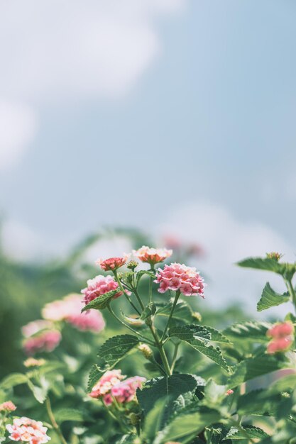 Close-up of flowering plant