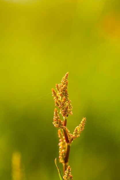 Close-up of flowering plant