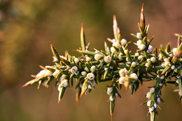 Photo close-up of flowering plant