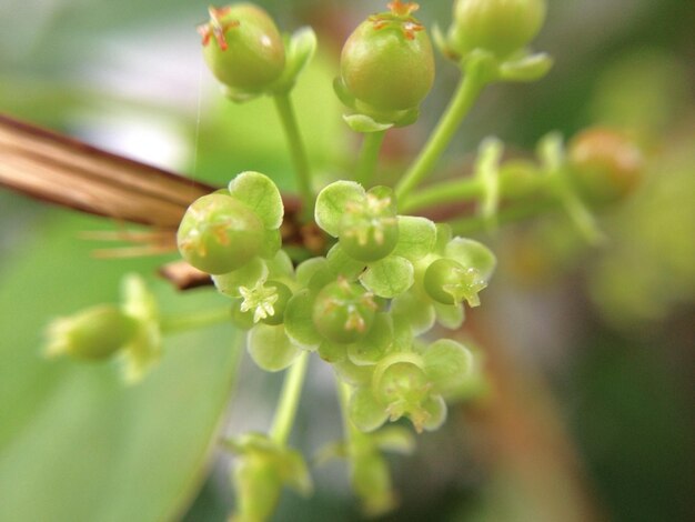 Close-up of flowering plant