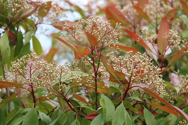 Foto prossimo piano di una pianta da fiore