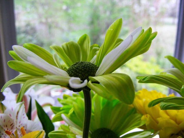 Foto prossimo piano di una pianta da fiore