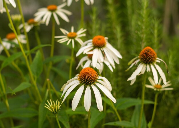 Close-up of flowering plant