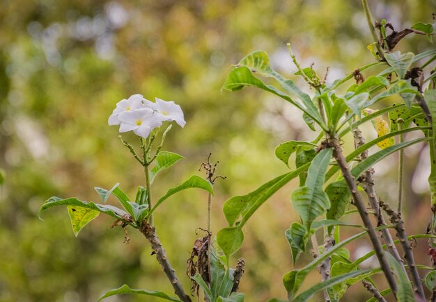 Photo close-up of flowering plant