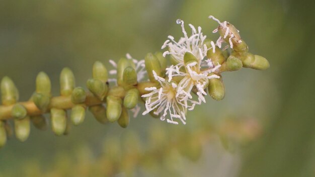 Photo close-up of flowering plant