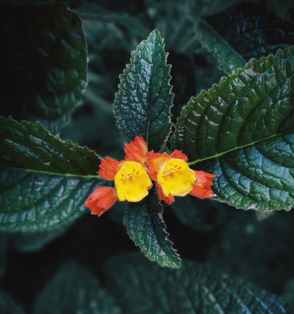 花をかせる植物のクローズアップ