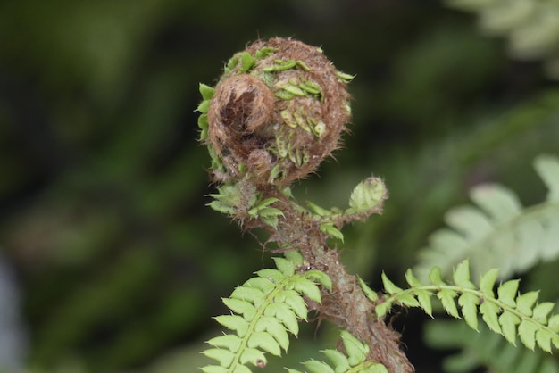 Foto prossimo piano di una pianta da fiore