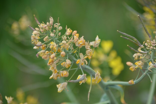 花をかせる植物のクローズアップ