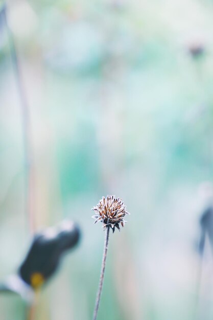 Photo close-up of flowering plant