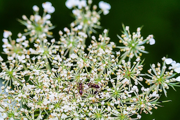 Close-up of flowering plant