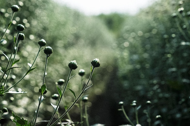 Close-up of flowering plant