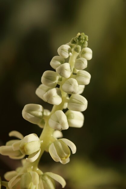 Foto prossimo piano di una pianta da fiore