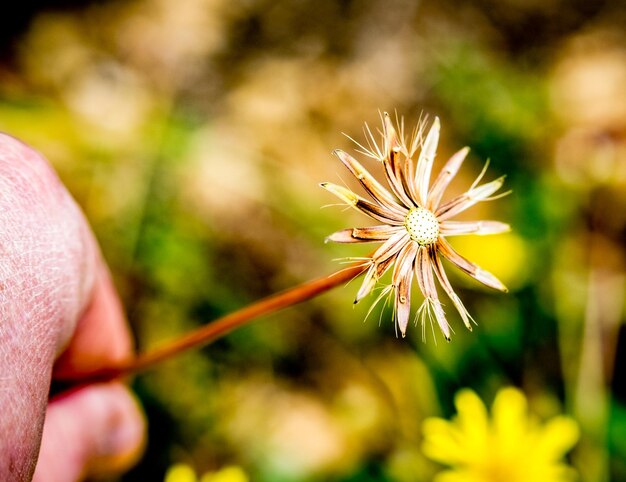 Close-up of flowering plant