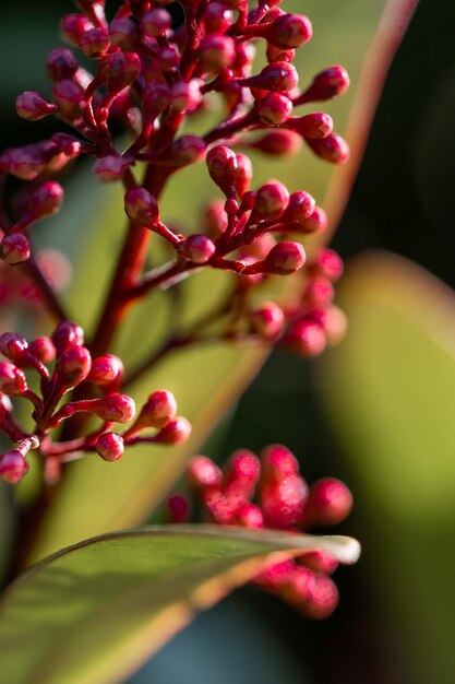 Foto prossimo piano di una pianta da fiore