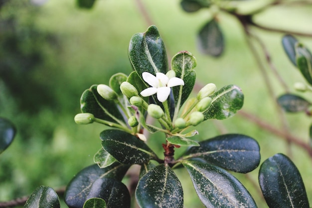 花をかせる植物のクローズアップ