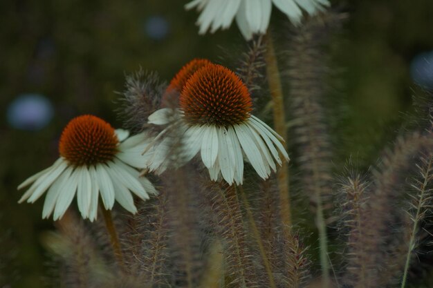 Photo close-up of flowering plant