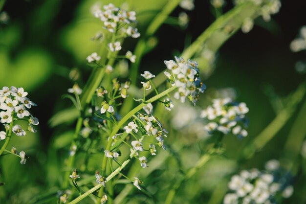 Close-up of flowering plant