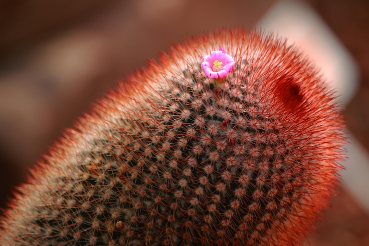 Photo 花をかせる植物のクローズアップ