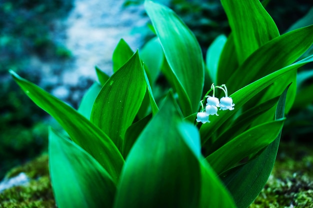 Close-up of flowering plant