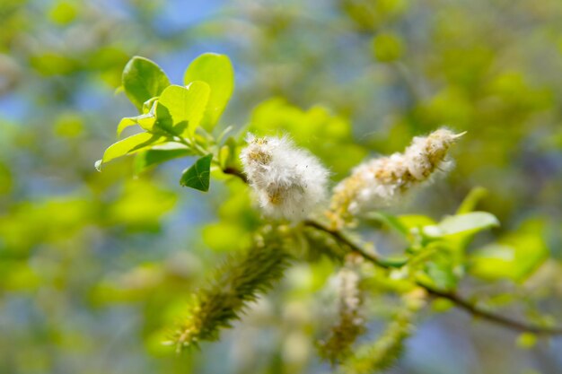 Close-up of flowering plant