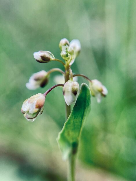 Photo close-up of flowering plant