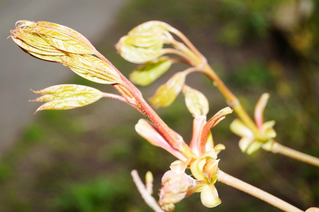 Foto prossimo piano di una pianta da fiore